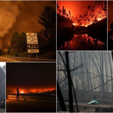 تعداد کشته های آتش سوزی در مناطق جنگلی لیسبون به ۶۲ نفر رسید