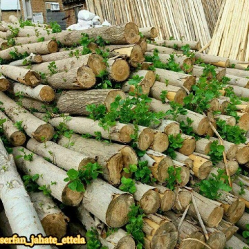 روئیدن شاخه‌های تازه درختانی  قطع شدن در بازار چوب کرمانشاه