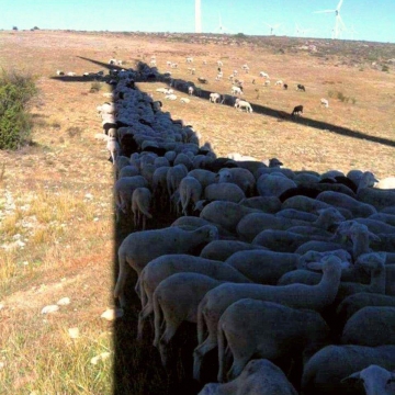 فرار گوسفندان از گرما