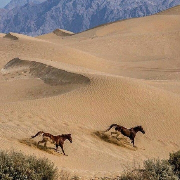 تصویری زیبا از تالاب پساب، تالابی در قلب کویر یزد