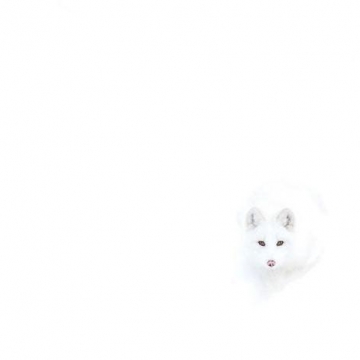 استتار بی‌نظیر روباه قطبی