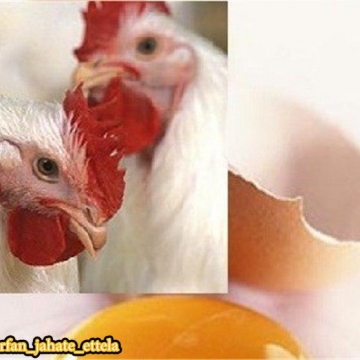 مرغ و تخم‌مرغ کورس گذاشتند