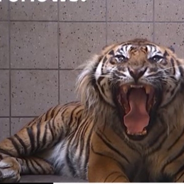 ویدئو : جراحی دندان یک ببر در باغ وحشی در دانمارک