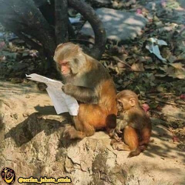 حیف موز!
