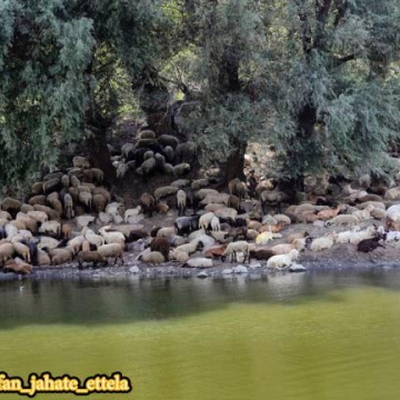 پناه بردن گوسفندان و بزها از شدت گرما به زیر سایه درختی در رومانی