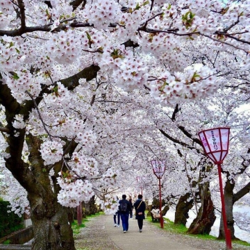 تصویری زیبا از شکوفه های گیلاس پارک هیروساکی واقع در ژاپن