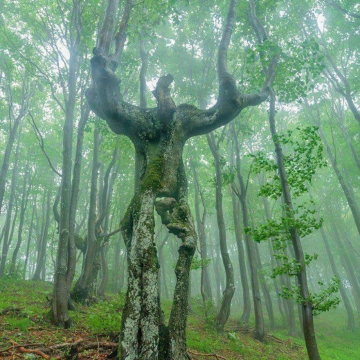 درختی عجیب در بلغارستان که شباهت به انسان دارد