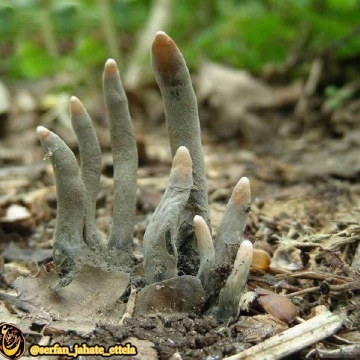 قارچ سمى ترسناک که به انگشتان مُرده نيز معروف است!