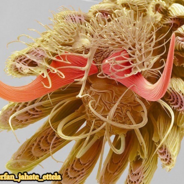 عکاسی میکروسکوپی از پای پشه