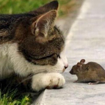 گربه آوردن میخوان یه موش بگیرن. خود گربه سکته کرد