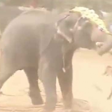 ویدیو:حمله فیل خشمگین به گردشگر ایرانی در تایلند/ ایسنا