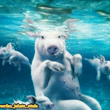 يكى ازجاذبه هاى جزيره باهاماس خوك هايى هستند كه توانايى شنا كردن دارند