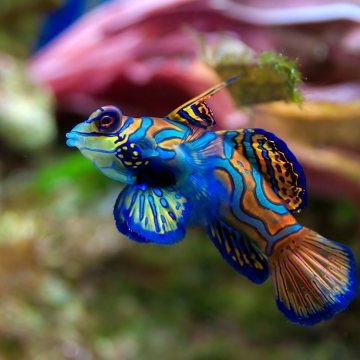 ماهی زیبای “ماندارین”
