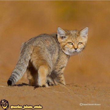 «گربه شنی»