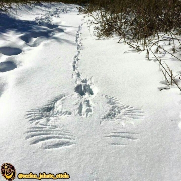 یک روز خرگوشی ….. و ناگهان عقابی ….. پایان