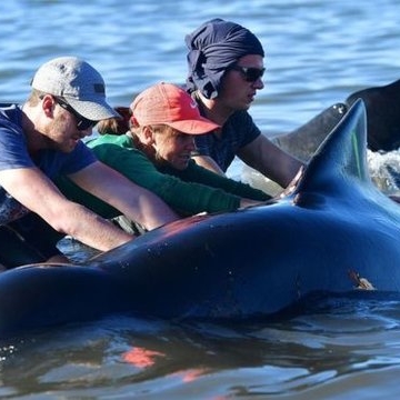 ویدیو: نجات نهنگ به گل نشسته توسط مردم