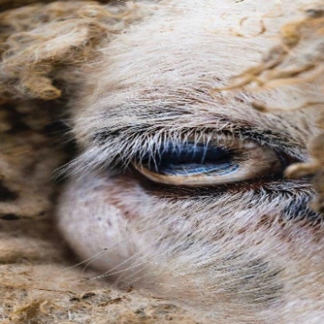 عکس روز نشنال جئوگرافیک  تصویری از چشم یک گوسفند در باغ وحش