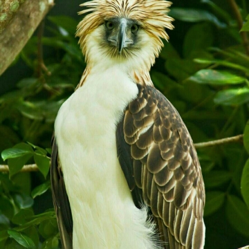 پرنده‌ی ملی کشور فیلیپین