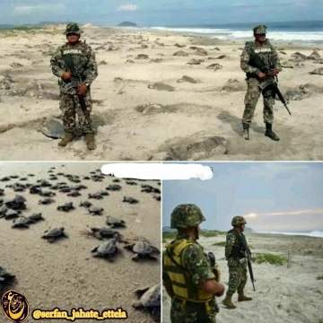 محافظت ارتش مکزیک‌ از تخم های  لاکپشت های دریایی