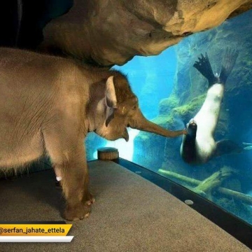 روزی که چندرا فیل محبوس در باغ‌وحش اروگون اجازه بازدید از سایر قسمتهای باغ‌وحش رو پیدا کرد