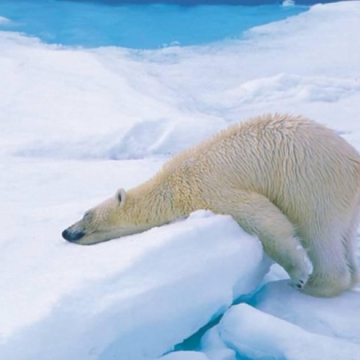 ویدیو: لحظات نفس گیر حمله خرس قطبی هزار کیلویی