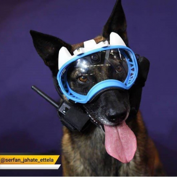 تجهیزات ویژه یک پلیس سگ!