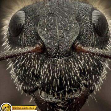 نمای نزدیک از صورت مورچه