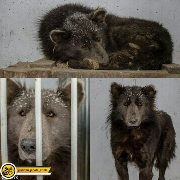 حضور این حیوان با بدن سگ و صورت خرس در خیابان‌های روسیه