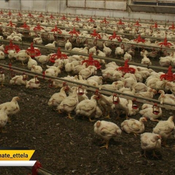 امارات واردات مرغ از عربستان را ممنوع کرد