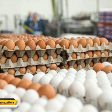 ۵۰۰ تومان قیمت منطقی هر دانه تخم مرغ