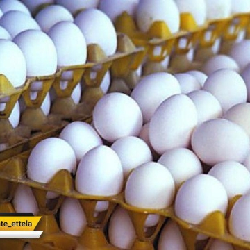 تخم‌مرغ شانه‌ای ۱۲۶۰۰ و دانه‌ای ۴۲۰ تومان