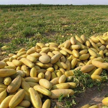 درآمد میلیاردی از پوست خربزه