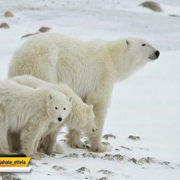 امروز ۲۷ فوریه #روز_جهانی خرس قطبی می باشد