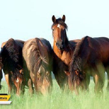 امروز یک مارس #روز_جهانی محافظت از اسبها می باشد