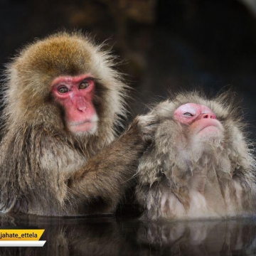 میمون ژاپنی معروف به میمون برفی در حال آراستن همنوع خود