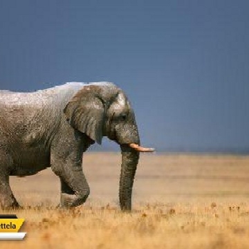 امروز ۱۶ آوریل #روز_جهانی حفاظت از فیل ها است