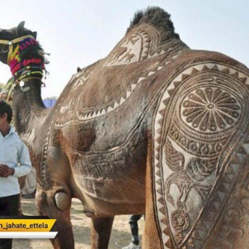 وزارت محیط‌زیست عربستان سعودی انجام عمل زیبایی روی شتر‌ها را ممنوع کرد
