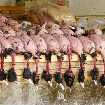 نسل‌کشی پرندگان مهاجر در شمال؛ فروش گوشت لاکچری شکار در تهران