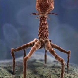 تصویری واقعی از یک ویروس (باکتریوفاژ) که با میکروسکوپ الکترونی گرفته شده است.