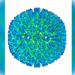 محققان ویروسی را که منجر به بیماری «ام اس» می‌شود شناسایی کردند