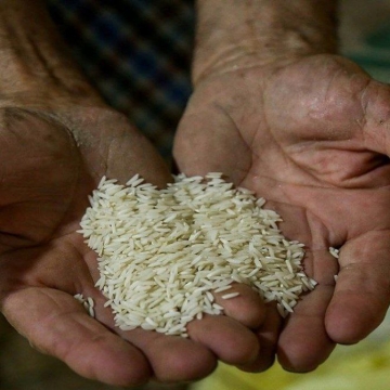 برنج خارجی ارزان می شود