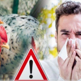 هشداری درباره ابتلا به آنفلوآنزای پرندگان