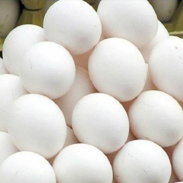 عرضه تخم‌ مرغ ۱۰ درصد زیر قیمت مصوب