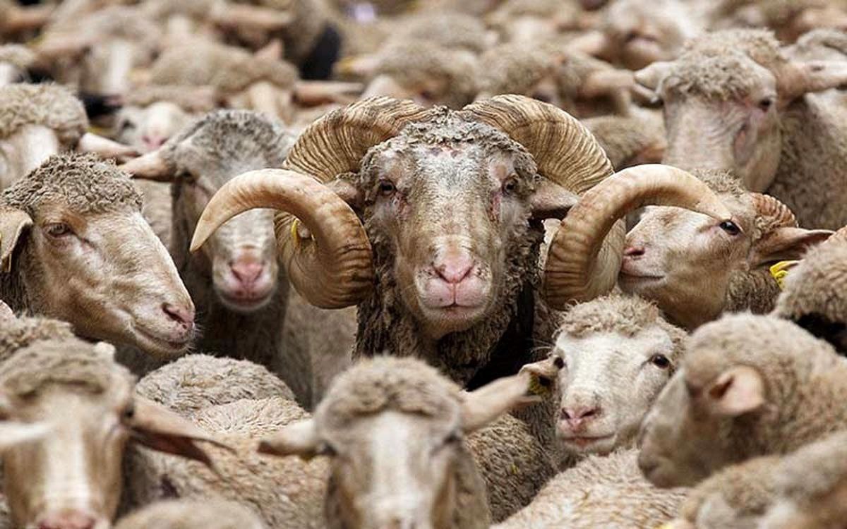 روزانه ۵ هزار گوسفند فقط به عمان قاچاق می‌شود