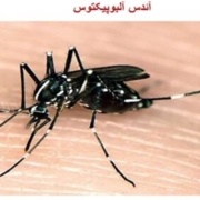 شناسایی ۱۷ مبتلا به تب دنگی از ابتدای امسال